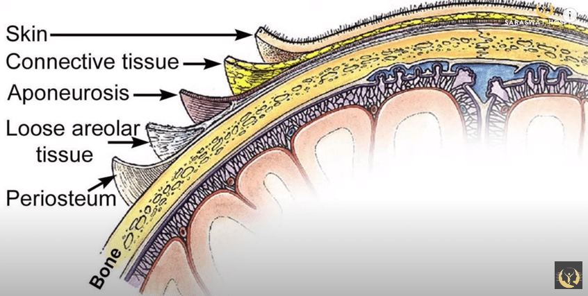 five layers of Scalp