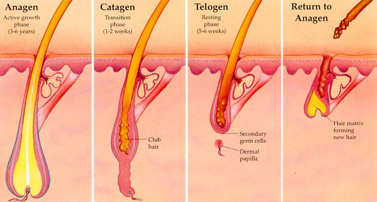 Hair Growth Phases