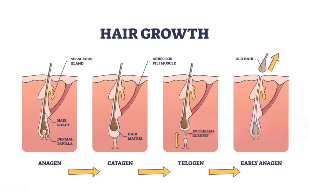 Hair Growth Phases
